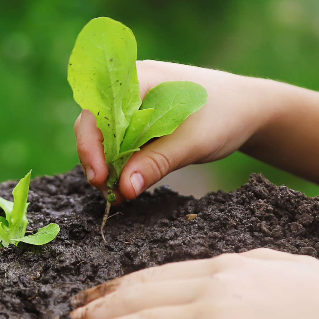 What flowers to plant