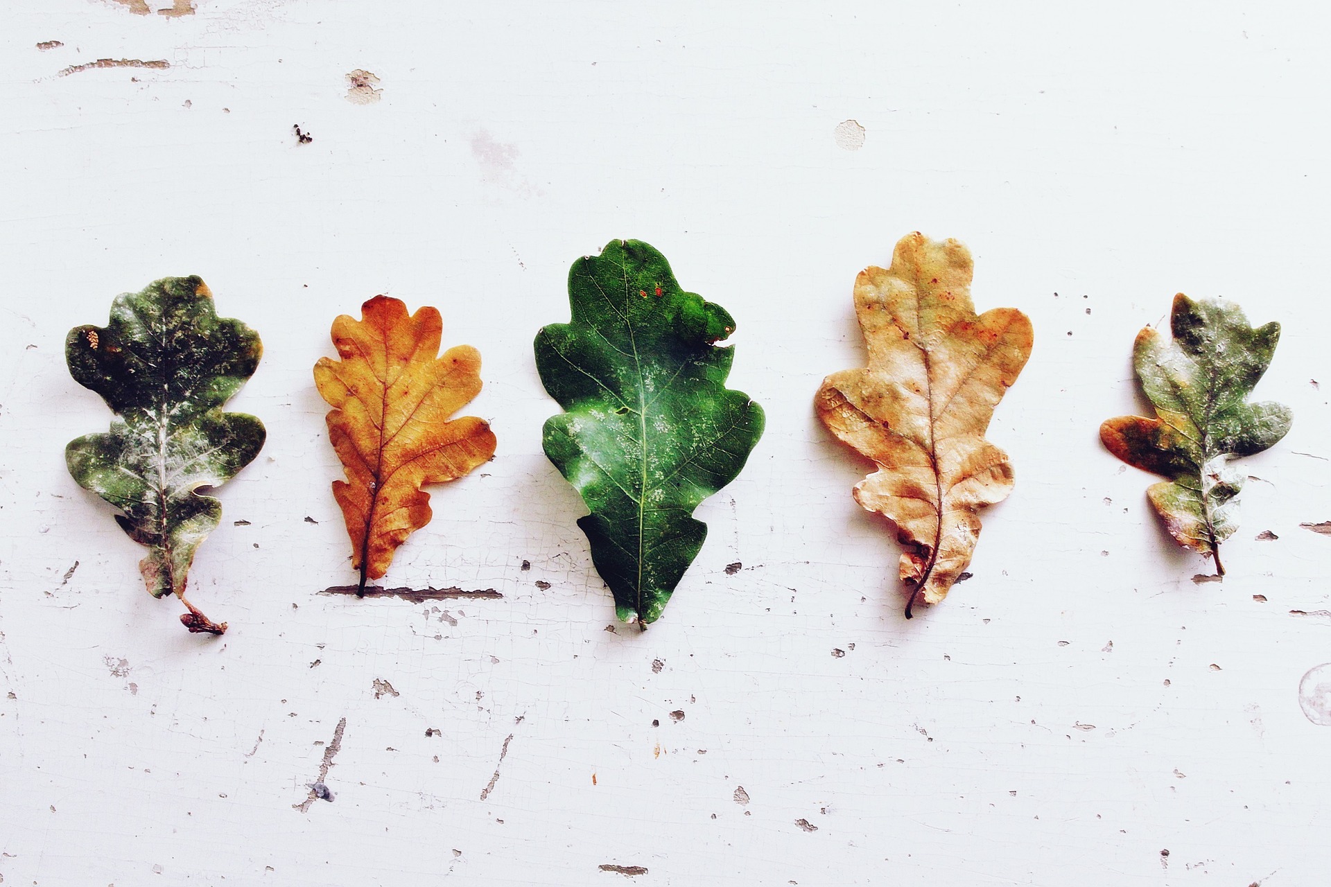 leaves-970188_1920